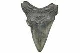 Juvenile Megalodon Tooth - South Carolina #360945-1